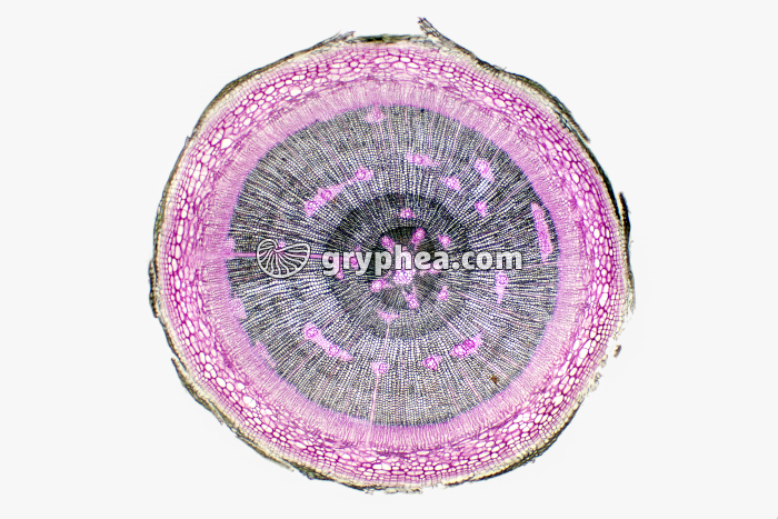 Racine de Pin jeune - vue générale CT x7 - gryphea.com